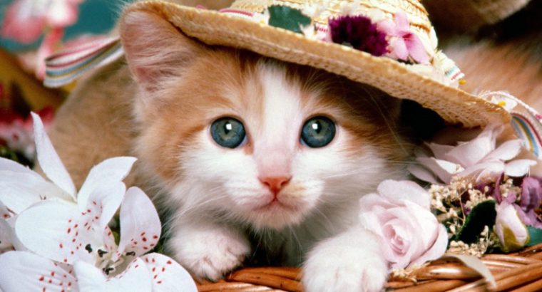 cat