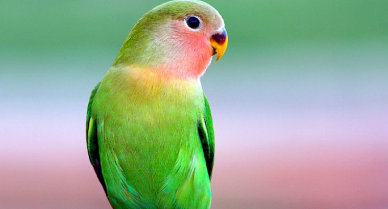 parrot 1
