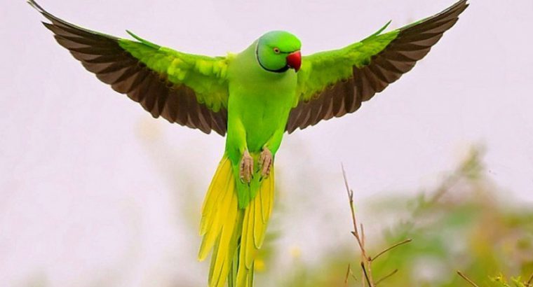 parrot 2