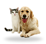 pets