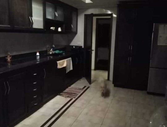 MyImage1624220206423Image