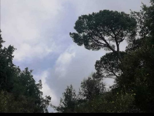 MyImage1624452340102Image