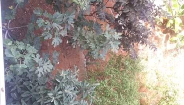 MyImage1631713101573Image