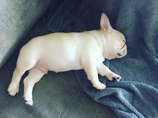 French/ German/ USA bulldogs for sale