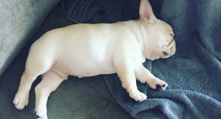 French/ German/ USA bulldogs for sale