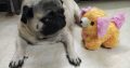 French/ German/ USA bulldogs for sale