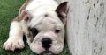 French/ German/ USA bulldogs for sale