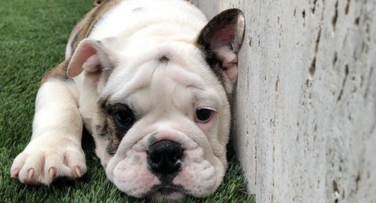 French/ German/ USA bulldogs for sale