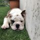 French/ German/ USA bulldogs for sale