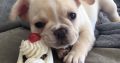 French/ German/ USA bulldogs for sale