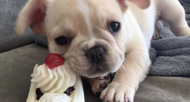 French/ German/ USA bulldogs for sale