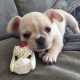 French/ German/ USA bulldogs for sale