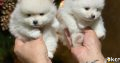 Pomeranian puppies