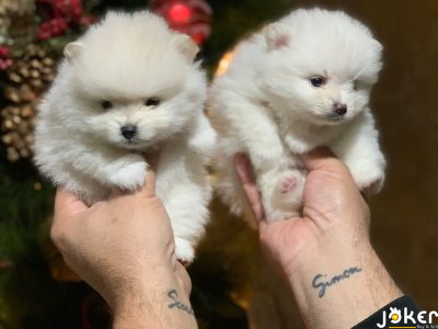 Pomeranian puppies