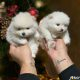 Pomeranian puppies