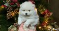 Pomeranian puppies