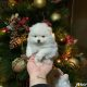 Pomeranian puppies