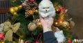 Pomeranian puppies