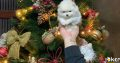 Pomeranian puppies
