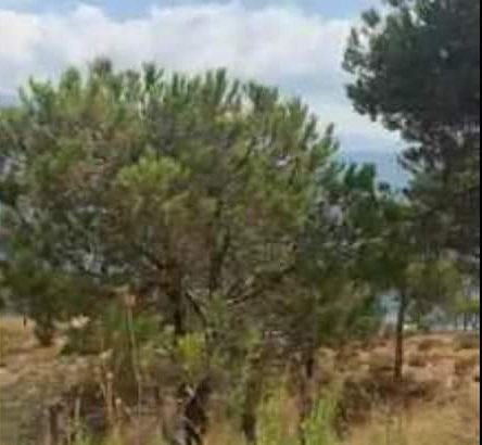 MyImage1646597272309Image