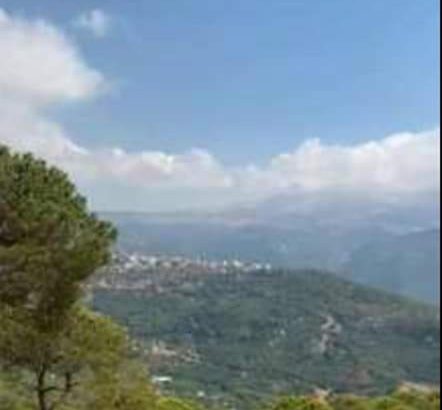 MyImage1646597272778Image